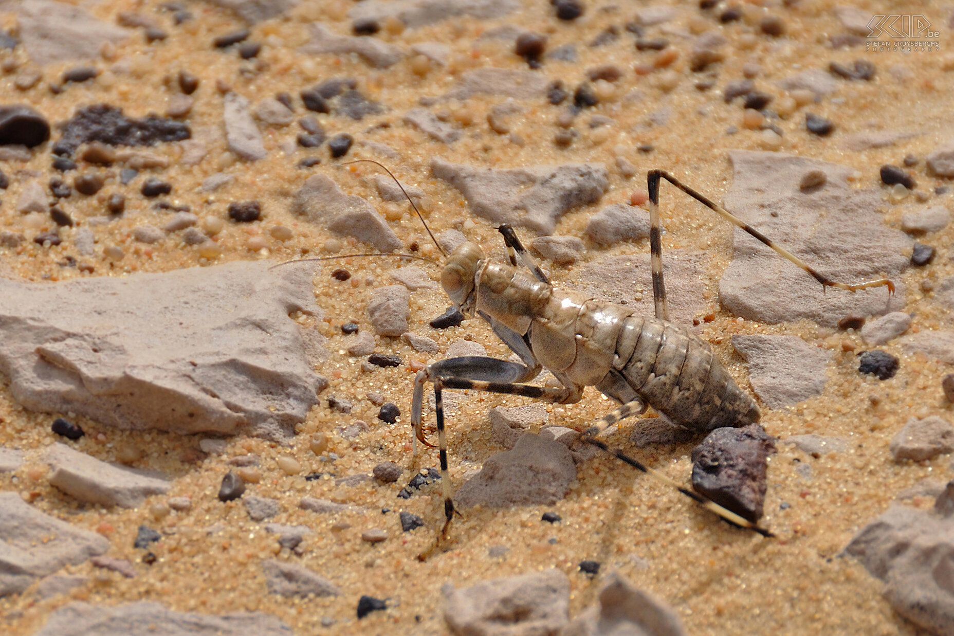 Insect  Stefan Cruysberghs